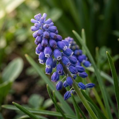 Bellevalia Dubia Seeds for Garden Planting