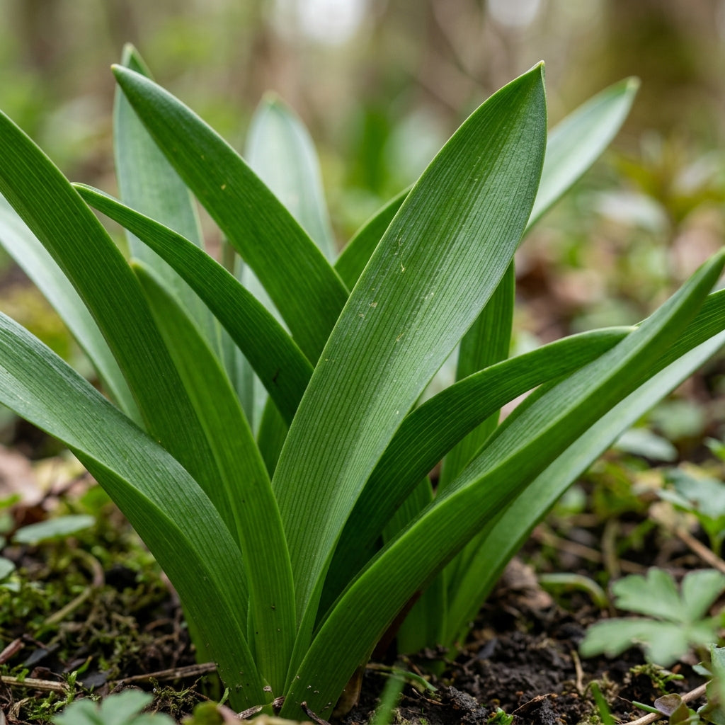 Bellevalia Dubia Seeds for Garden Planting