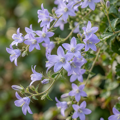 Campanula poscharskyana Seeds for Planting