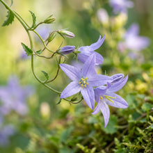 Campanula poscharskyana Seeds for Planting