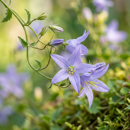 Campanula poscharskyana Seeds for Planting