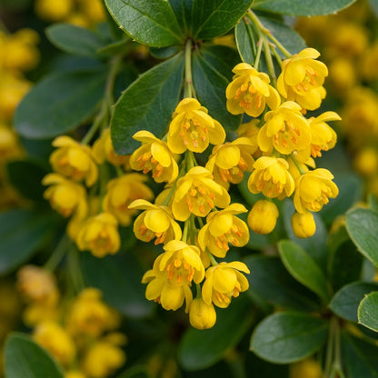 Berberis Hypokerina Seeds for Garden Planting
