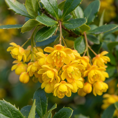 Berberis Hypokerina Seeds for Garden Planting