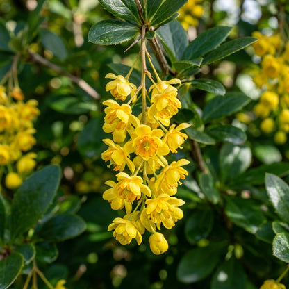 Berberis Hypokerina Seeds for Garden Planting