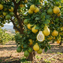 Bergamot Orange Seeds for Planting