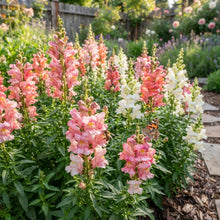 Bi Color Pink White Snapdragon Seeds - Snapdragon Flower Seeds for Garden