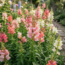 Bi Color Pink White Snapdragon Seeds - Snapdragon Flower Seeds for Garden