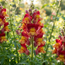 Bi Color Red Yellow Snapdragon Seeds - Snapdragon Flower Seeds for Garden