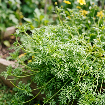 Bidens Ferulifolia Gold Nuggets Seeds – Golden Trailing Blooms