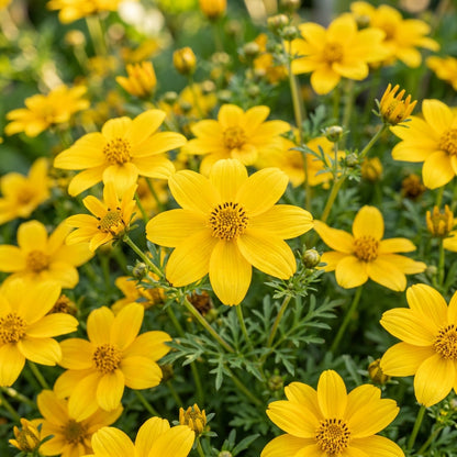 Bidens Ferulifolia Gold Nuggets Seeds – Golden Trailing Blooms