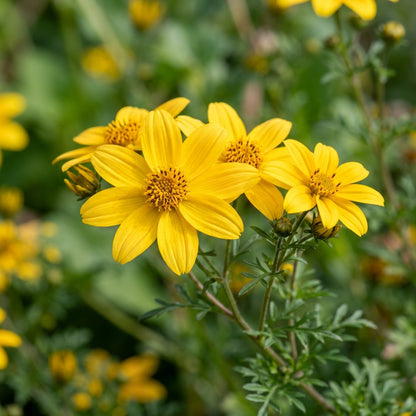 Bidens Ferulifolia Gold Nuggets Seeds – Golden Trailing Blooms