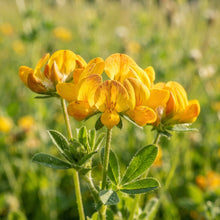 Bird's Foot Trefoil Flower Seeds for Planting