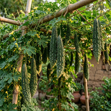 Bitter Melon Jounpuri Seeds – Bitter Melon Seeds for Home Garden