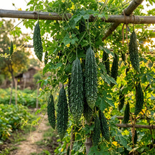 Bitter Melon Jounpuri Seeds – Bitter Melon Seeds for Home Garden