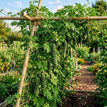 Bitter Melon Dark Jade F1 Seeds – Hybrid Bitter Melon Seeds for Home Garden