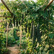 Indian Bitter Gourd Seeds – Bitter Gourd Seeds for Home Garden