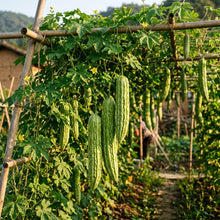 Chinese Bitter Gourd Seeds – Bitter Melon Seeds for Home Garden