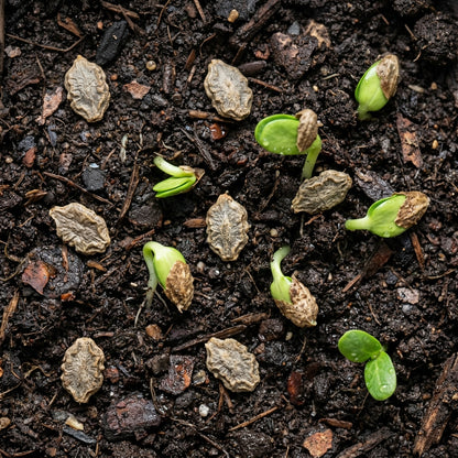 Japanese Bitter Gourd Seeds – Heirloom Bitter Melon Seeds