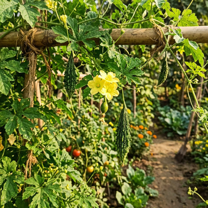 Indian Bitter Gourd Seeds – Bitter Gourd Seeds for Home Garden