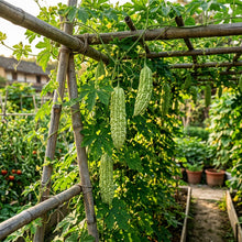 Chinese Bitter Gourd Seeds – Bitter Melon Seeds for Home Garden