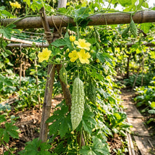 Taiwan Large Bitter Gourd Seeds – Bitter Gourd Seeds for Planting