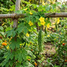 Indian Long Bitter Gourd Seeds – Bitter Gourd Seeds for Planting
