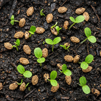 Bitter Melon Canton Green F1 Seeds – Bitter Melon Seeds for Home Garden