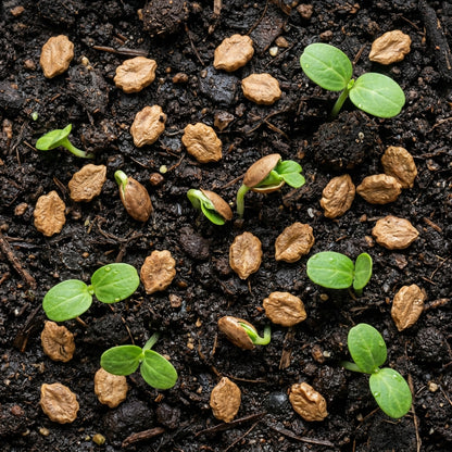Bitter Melon Japanese Long Seeds – Heirloom Vegetable Seeds