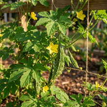 Bitter Melon Canton Green F1 Seeds – Bitter Melon Seeds for Home Garden