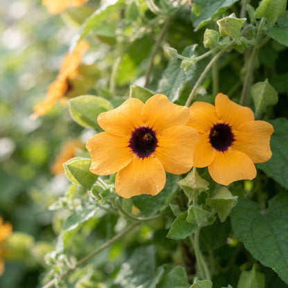 Thunbergia alata (Black-Eyed Susan Vine) Seeds for Planting