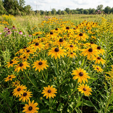 Black-Eyed Susan Flower Seeds (Rudbeckia fulgida var. sullivantii)