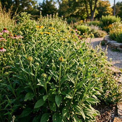 Black-Eyed Susan Flower Seeds (Rudbeckia fulgida var. sullivantii)