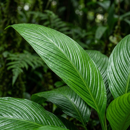 Tacca Chantrieri Seeds
