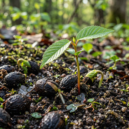 Black Cherry Seeds for Planting