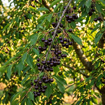 Black Cherry (Prunus serotina) Seeds for Planting