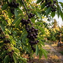 Black Cherry Seeds for Planting