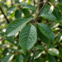 Black Cherry (Prunus serotina) Seeds for Planting