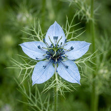 Black Cumin Nigella Sativa Seeds for Planting – Heirloom Kalonji Herb Seeds