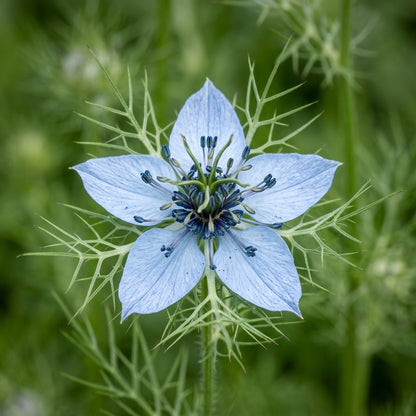 Black Cumin Nigella Sativa Seeds for Planting – Heirloom Kalonji Herb Seeds
