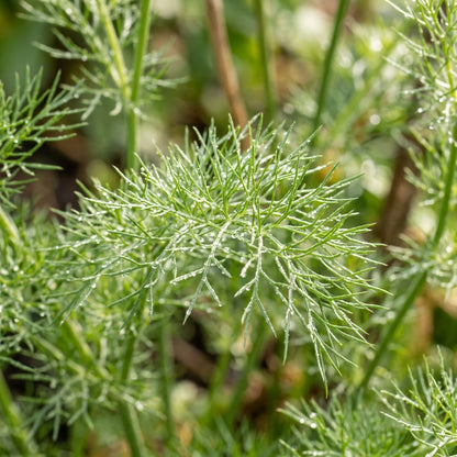Black Cumin Nigella Sativa Seeds for Planting – Heirloom Kalonji Herb Seeds