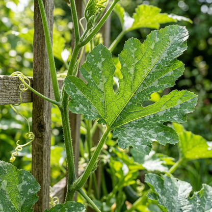 Courgette Black Forest F1 Seeds – Hybrid Zucchini Seeds