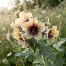 Black Henbane Flower Seeds for Planting
