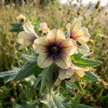 Black Henbane Flower Seeds for Planting