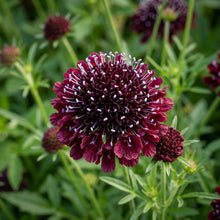 Scabiosa Atropurpurea Black Knight Flower Seeds For Planting