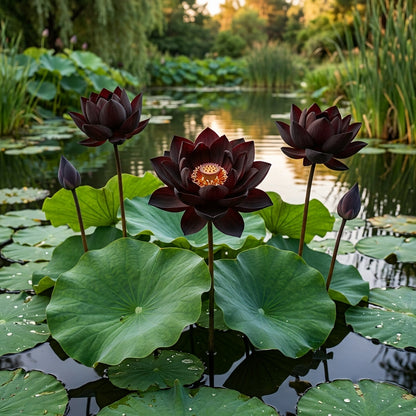 Black Lotus Seeds – Nelumbo nucifera Ornamental Lotus