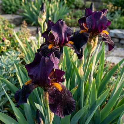 Black Magic Iris Seeds – Perennial Dark Iris