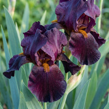 Black Magic Iris Seeds – Perennial Dark Iris