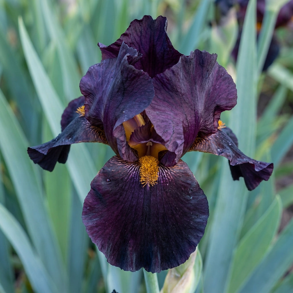 Black Magic Iris Seeds – Perennial Dark Iris