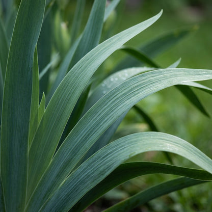 Black Magic Iris Seeds – Perennial Dark Iris