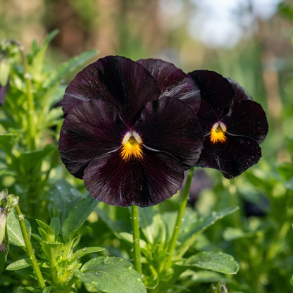 Black Pansy Flower Seeds - Black Pansy Flower Seeds for Garden